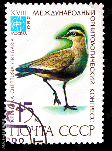 RUSSIA - CIRCA 1982: stamp printed by Russia, shows Chettusia, S