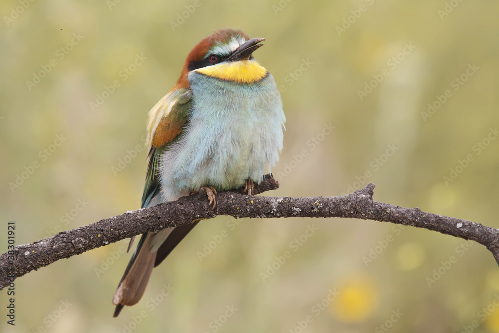 Fototapeta premium Bee eater
