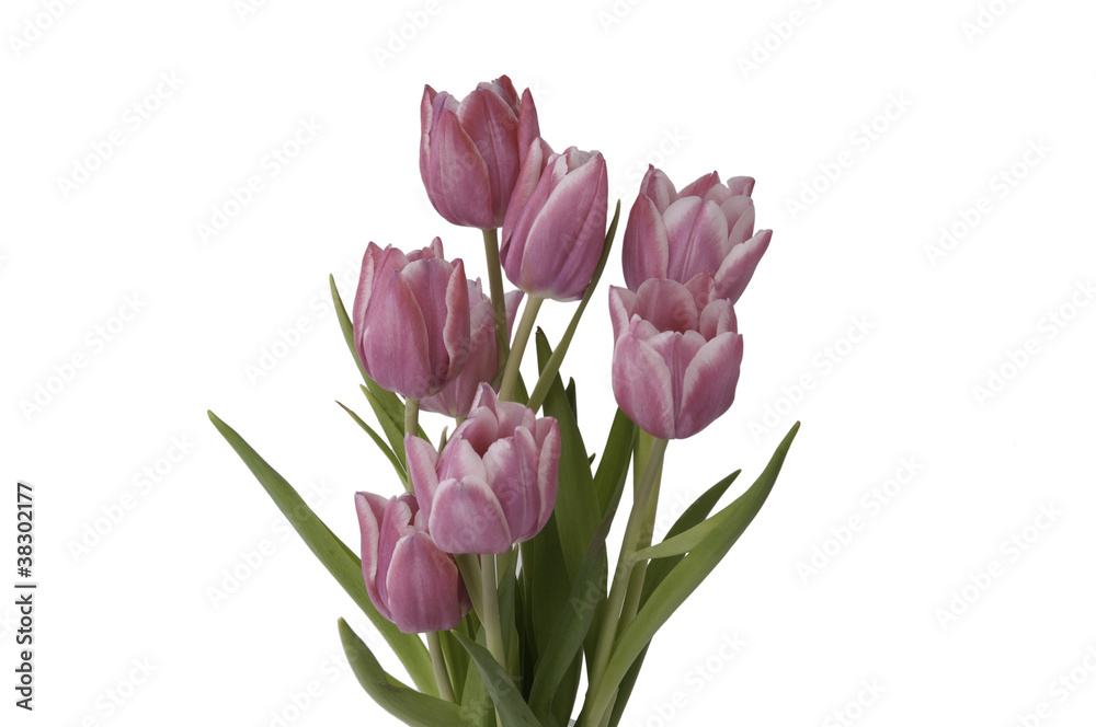 Zoom on a bunch of Tulips Zoom on a bunch of Tulips