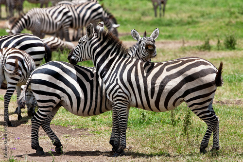 Zebras in the Ngorongoro Crater, Tanzania © Travel Stock