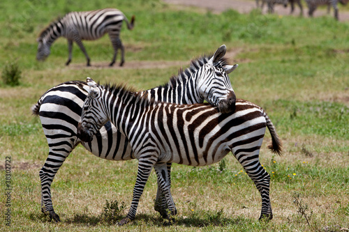 Zebras in the Ngorongoro Crater  Tanzania