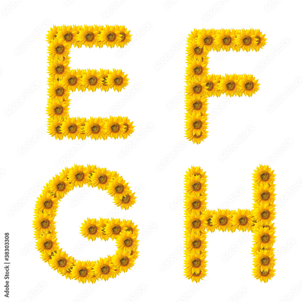 sunflower alphabet isolated on white background