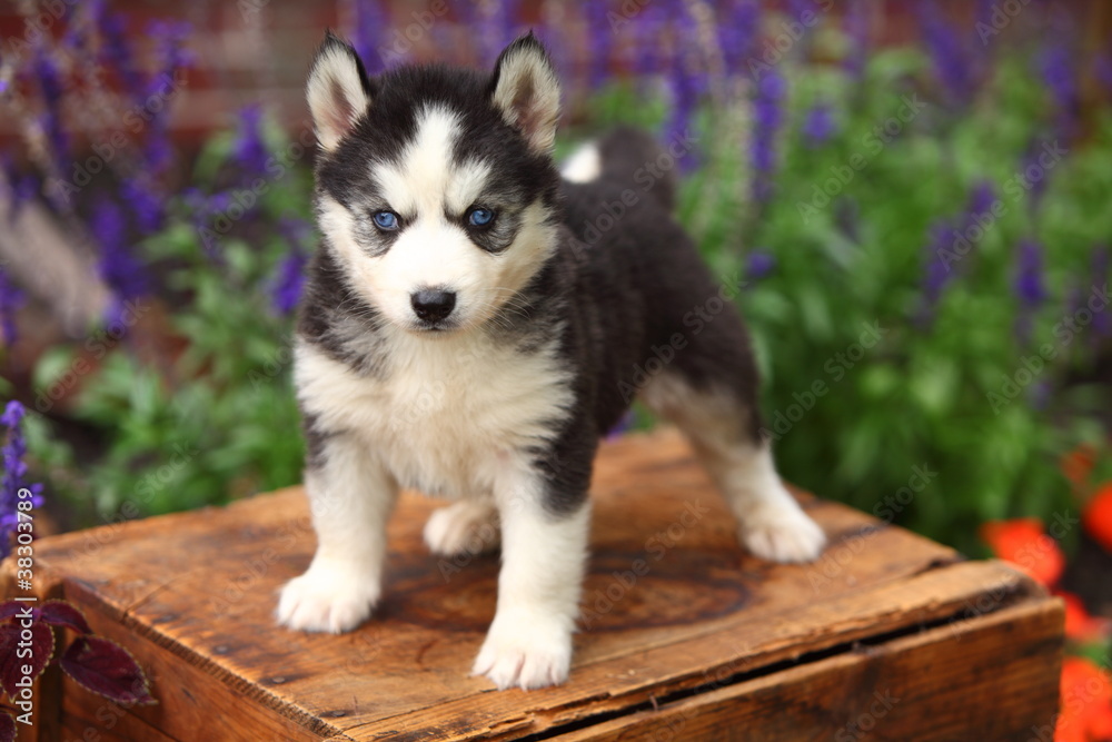 Siberian Husky Standing on Crate