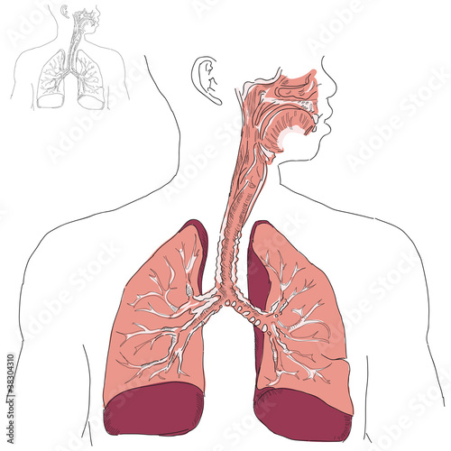 Respiratory system and Actinomycosis