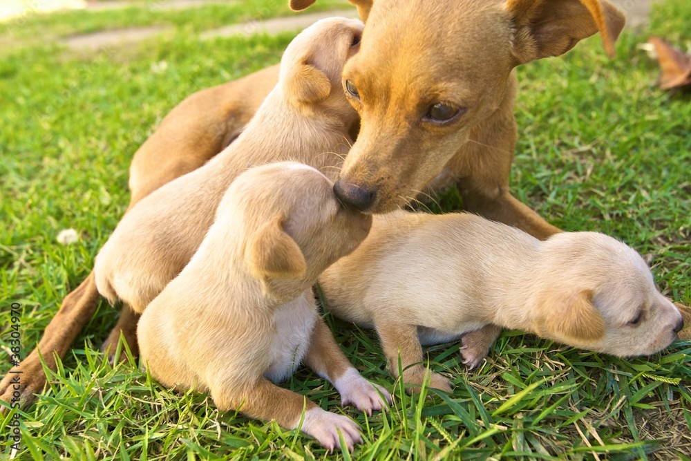 female dog cares for litter of three cute puppies