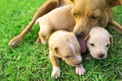litter of puppies with mother