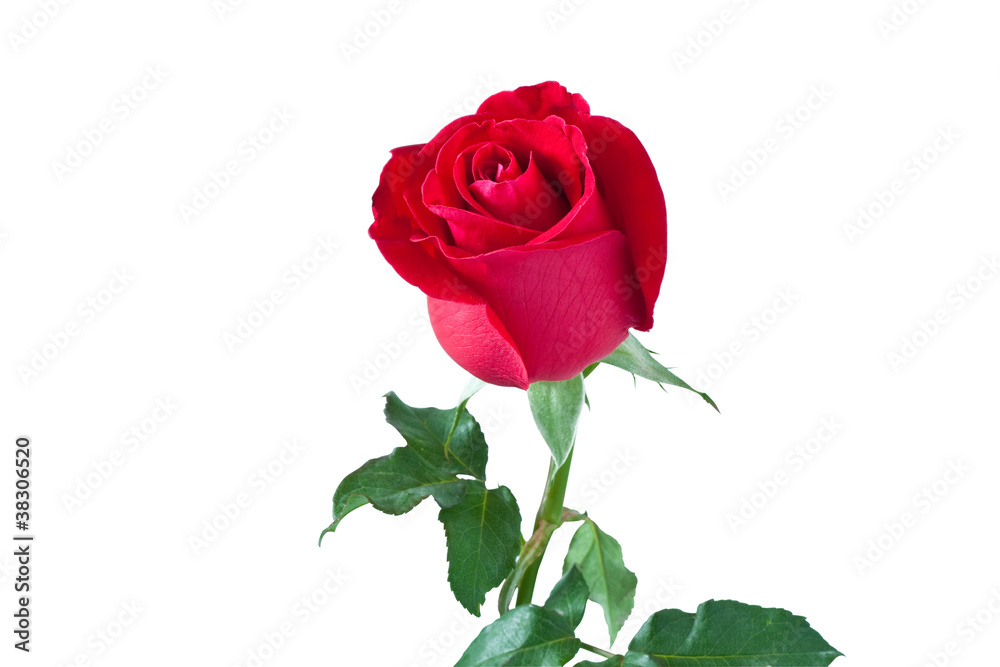 beautiful red rose isolated on white background,with clipping pa beautiful red rose isolated on white background,with clipping pa