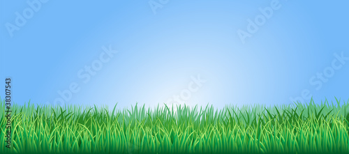 Lush green grass illustration
