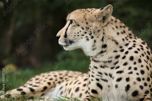 Gepard © StudioLaMagica