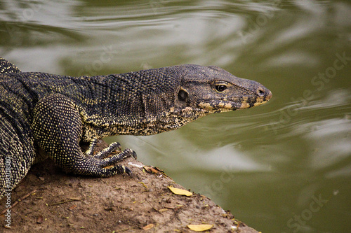 Water Monitor Lizard