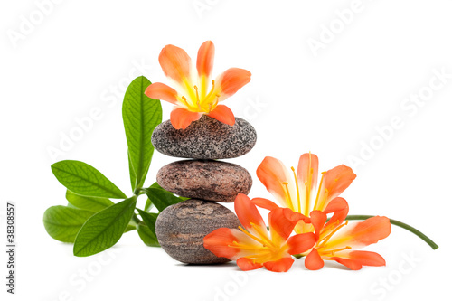 Zen stones with flowers and green plant