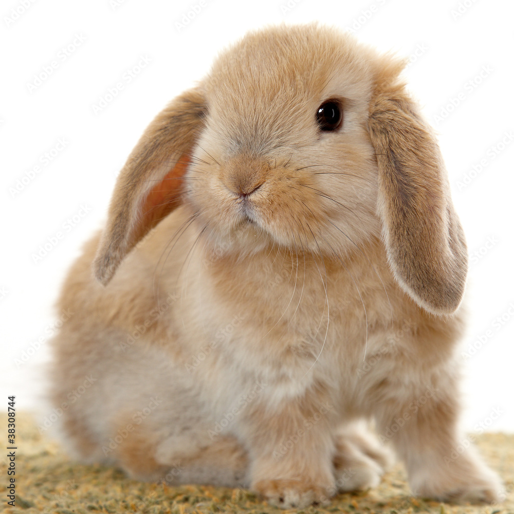 Sweet rabbit with floppy ears Sweet rabbit with floppy ears