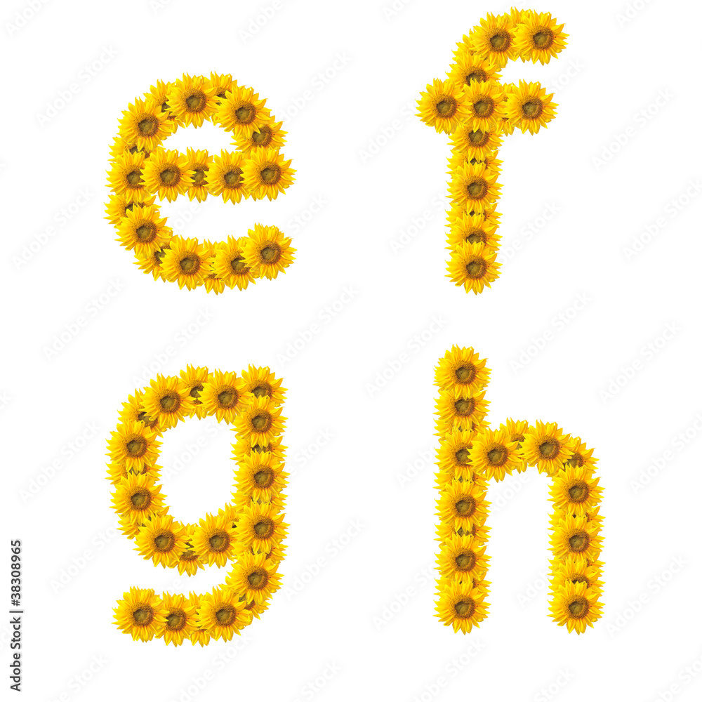 sunflower alphabet isolated on white background sunflower alphabet isolated on white background