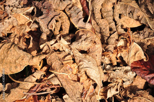 Lot of dry leaves lying on the ground