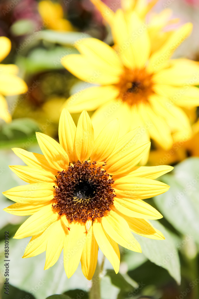 The beauty of a sunflower The beauty of a sunflower