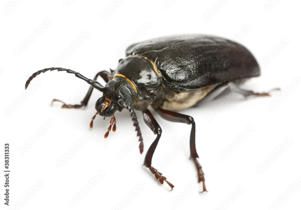 Tanner or sawyer, a species of longhorn beetle,Prionus coriarius Tanner or sawyer, a species of longhorn beetle,Prionus coriarius