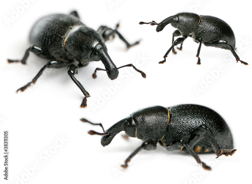 Composition of Beetles, Liparus dirus, larva © Eric Isselée