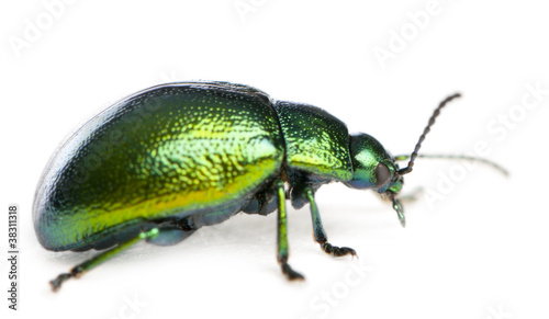 Leaf beetle, Chrysomelinae, in front of white background