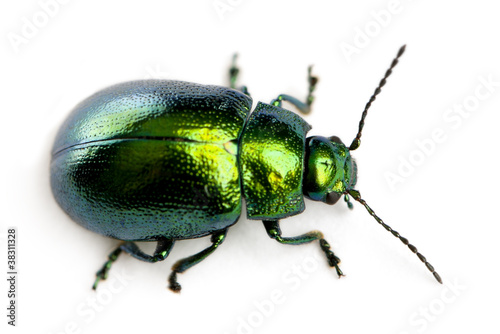 Leaf beetle, Chrysomelinae, in front of white background