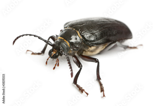 Tanner or sawyer, a species of longhorn beetle,Prionus coriarius