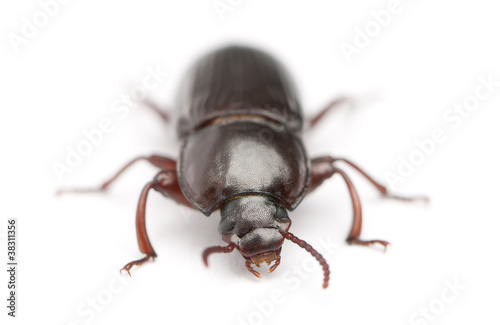 Mealworm, Tenebrio molitor, in front of white background © Eric Isselée