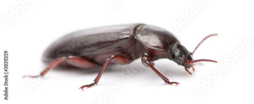 Mealworm, Tenebrio molitor, in front of white background