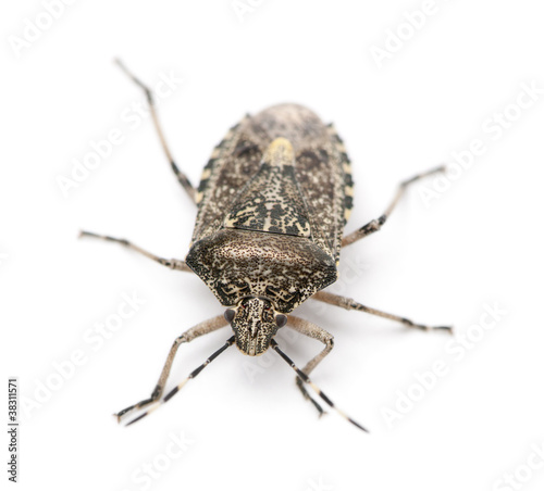 European stink bug, Rhaphigaster nebulosa © Eric Isselée