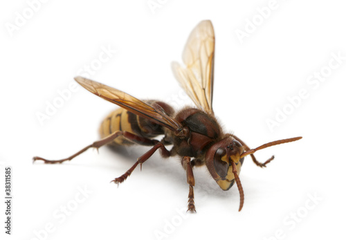European hornet, Vespa crabro, in front of white background © Eric Isselée