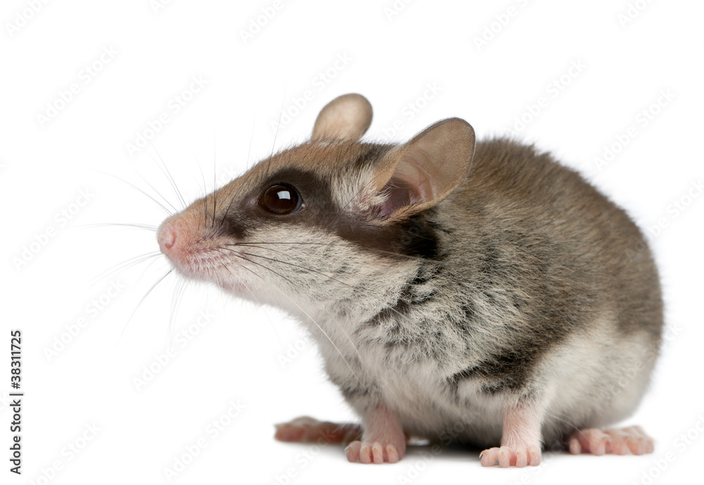Garden Dormouse, Eliomys quercinus, 2 months old Garden Dormouse, Eliomys quercinus, 2 months old