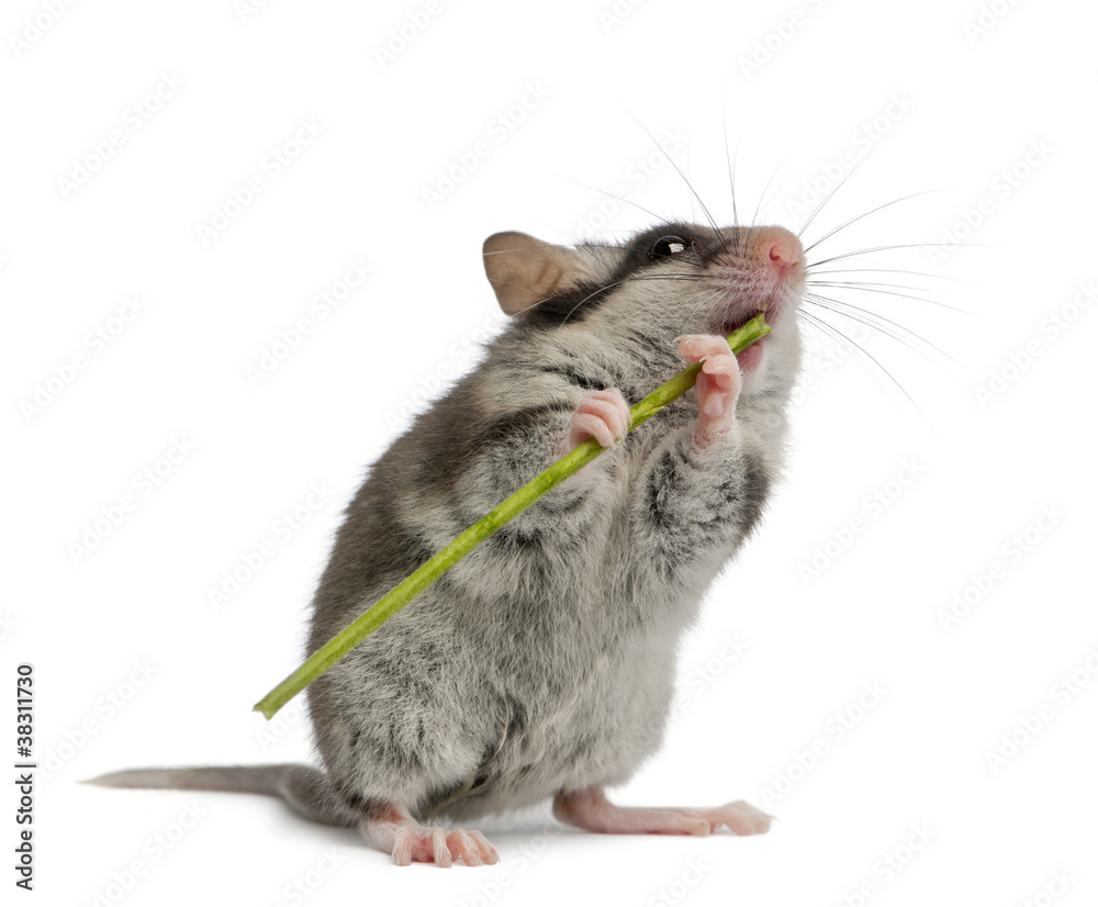 Obraz premium Garden Dormouse, Eliomys quercinus, 2 months old