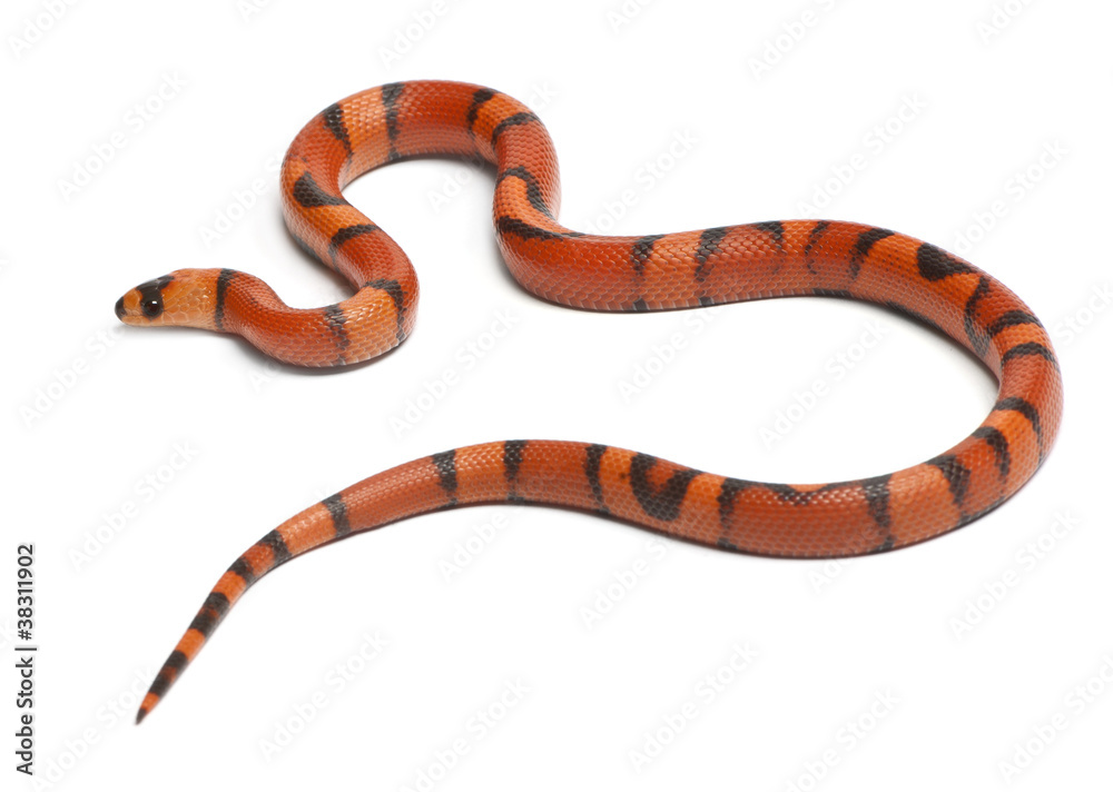 Naklejka premium Tricolor hypomelanistic aberrant Honduran milk snake