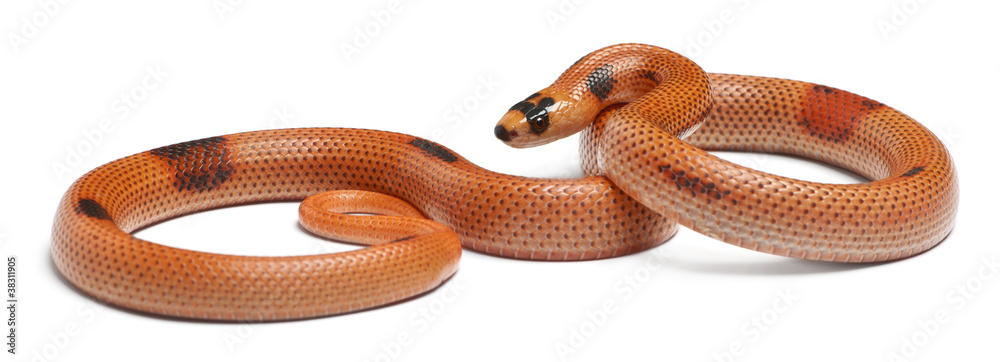 Fototapeta premium Tricolor sunrise patternless reverse Honduran milk snake