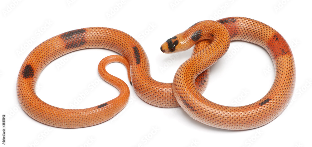 Fototapeta premium Tricolor sunrise patternless reverse Honduran milk snake