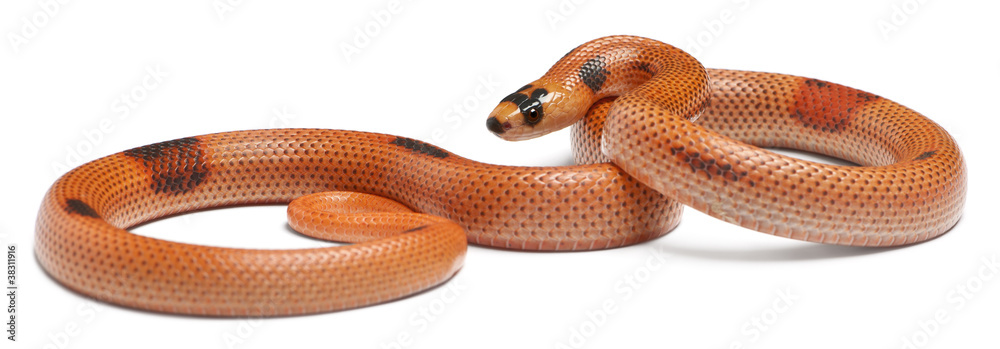 Tricolor sunrise patternless reverse Honduran milk snake Tricolor sunrise patternless reverse Honduran milk snake