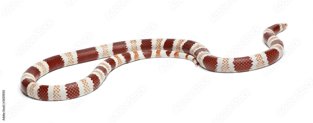 Fototapeta premium Albino Tangerine Honduran milk snake, in front of white