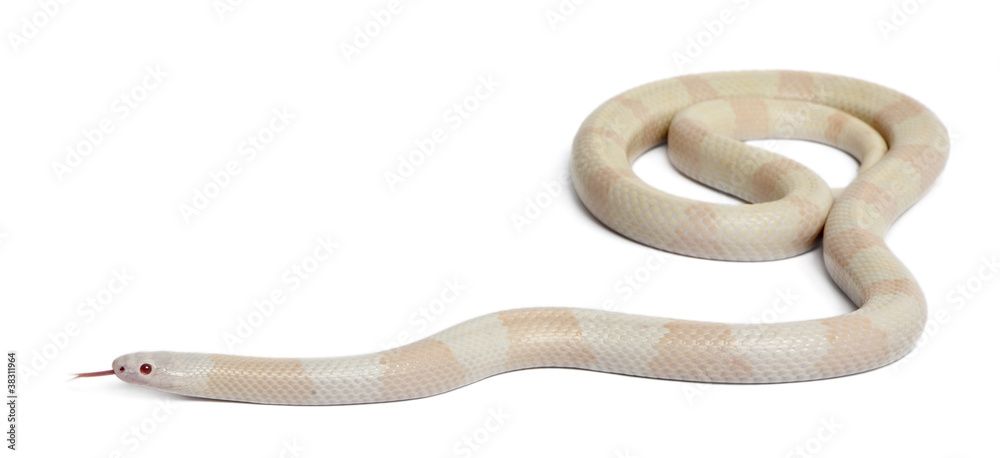 Snow Honduran milk snake, Lampropeltis triangulum hondurensis Stock