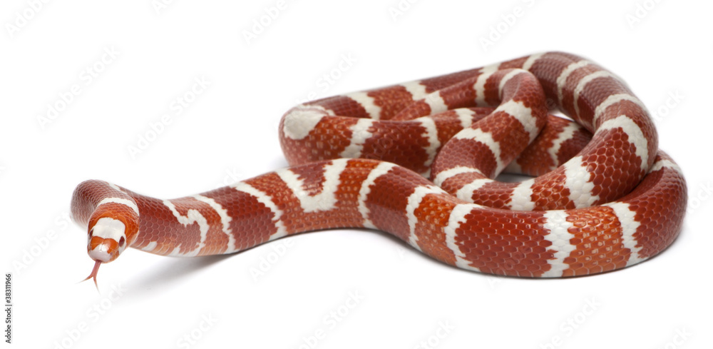 Naklejka premium Albino Tangerine selection Honduran milk snake