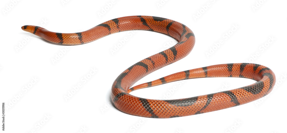 Naklejka premium Hypomelanistic aberrant Honduran milk snake