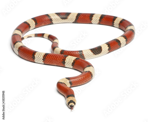 Tricolor vanishing Honduran milk snake, in front of white