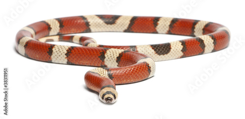 Tricolor vanishing Honduran milk snake