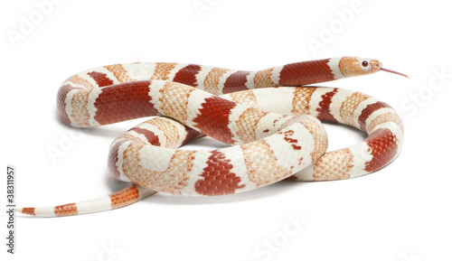 Albino Tangerine aberrant Honduran milk snake