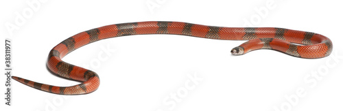 Bicolor Honduran milk snake, Lampropeltis triangulum hondurensis