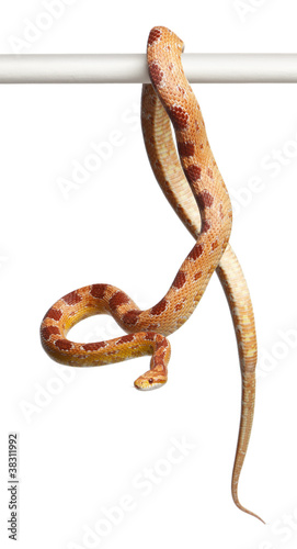 Okeetee albino Corn Snake, Pantherophis guttatus
