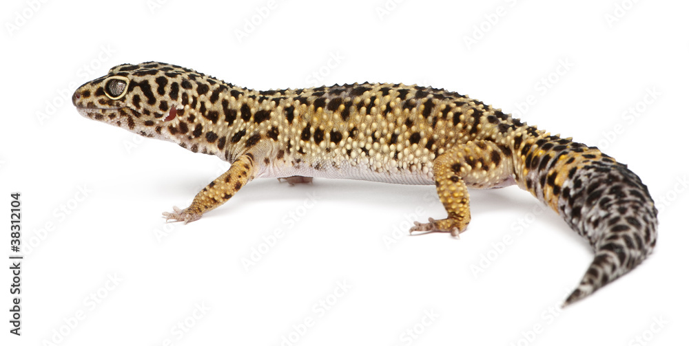 High yellow Leopard gecko, Eublepharis macularius High yellow Leopard gecko, Eublepharis macularius