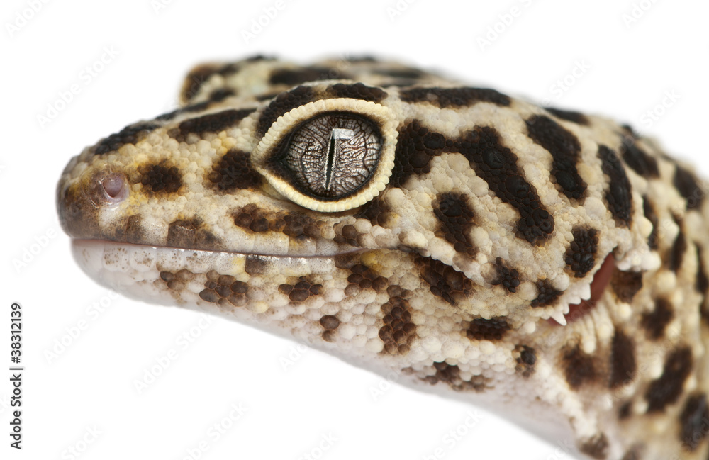 Fototapeta premium High yellow Leopard gecko, Eublepharis macularius