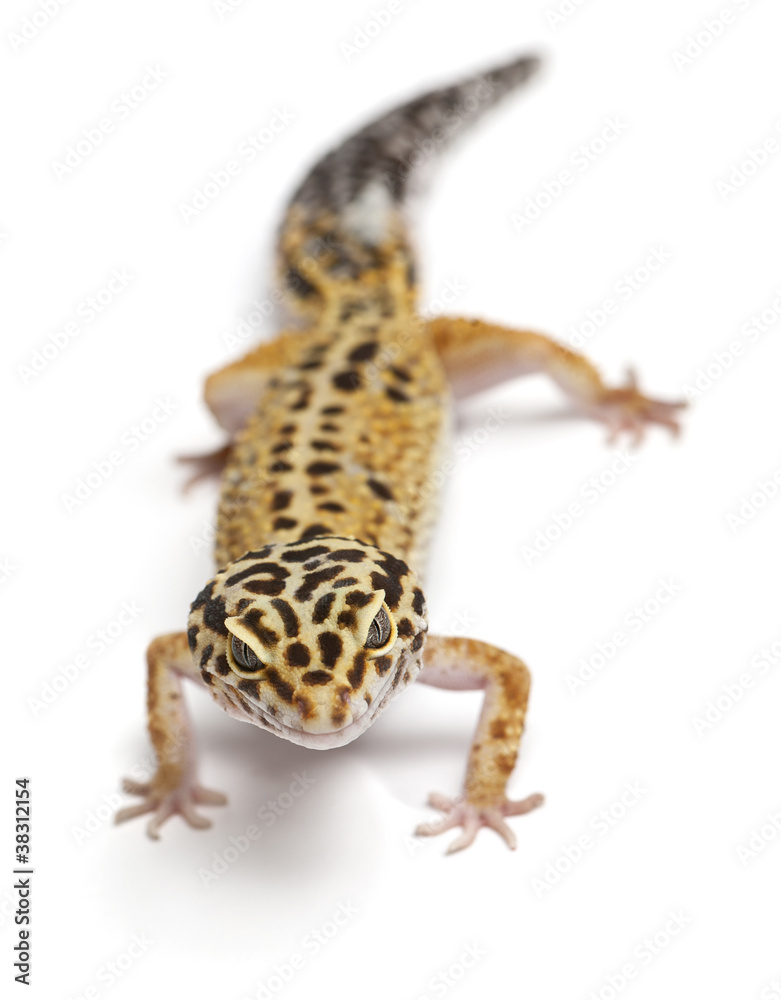 Obraz premium Tangerine Leopard gecko, Eublepharis macularius