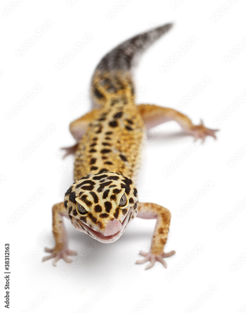 Naklejka premium Tangerine Leopard gecko, Eublepharis macularius