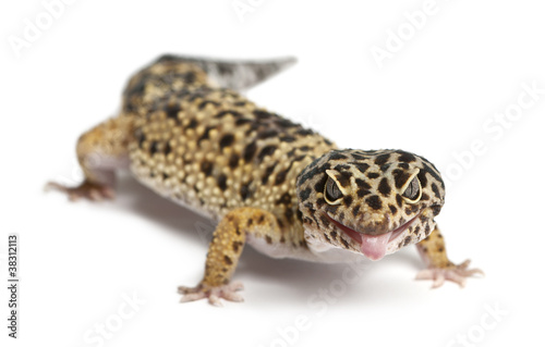 High yellow Leopard gecko, Eublepharis macularius