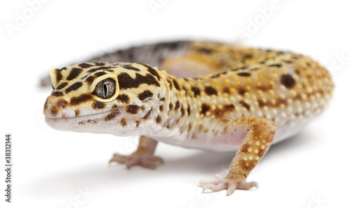 High yellow Leopard gecko  Eublepharis macularius