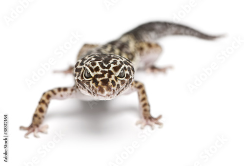 Leopard gecko, Eublepharis macularius, in front of white